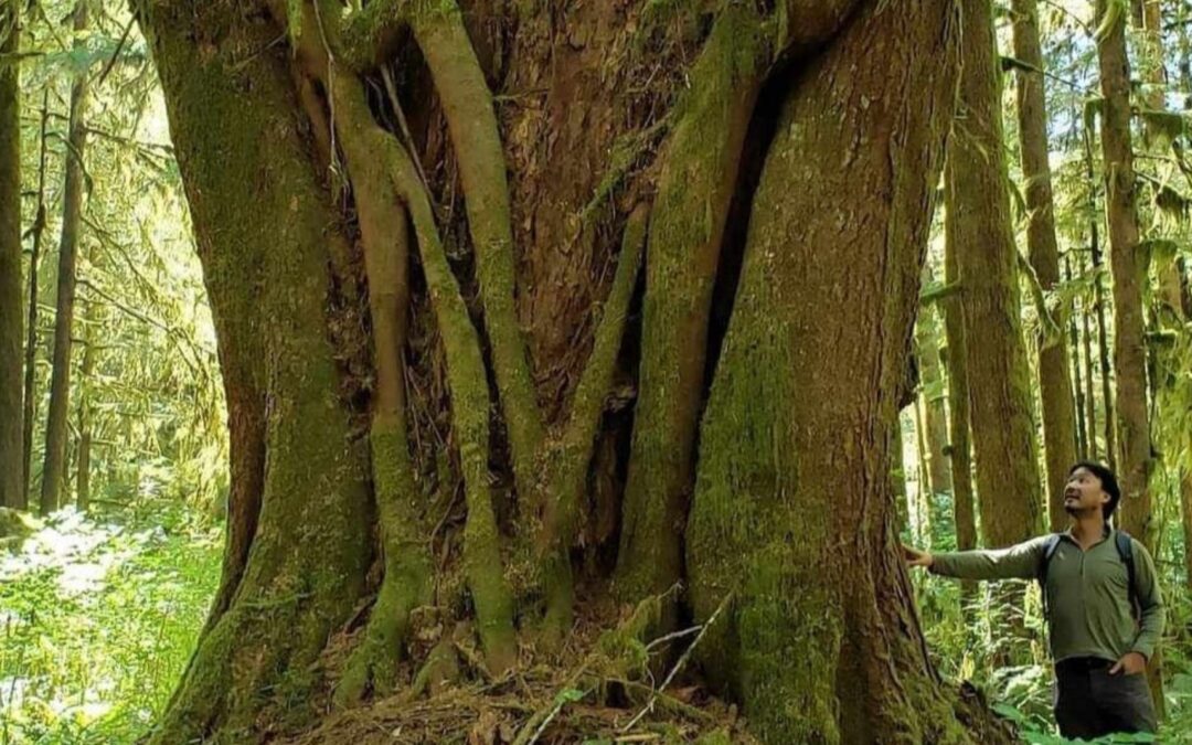 National Observer: Conservation cash vital to securing B.C.’s old-growth deferrals